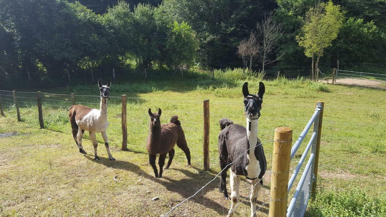 La Ferme Des Andes - Gite L'Atelier Quins Esterno foto