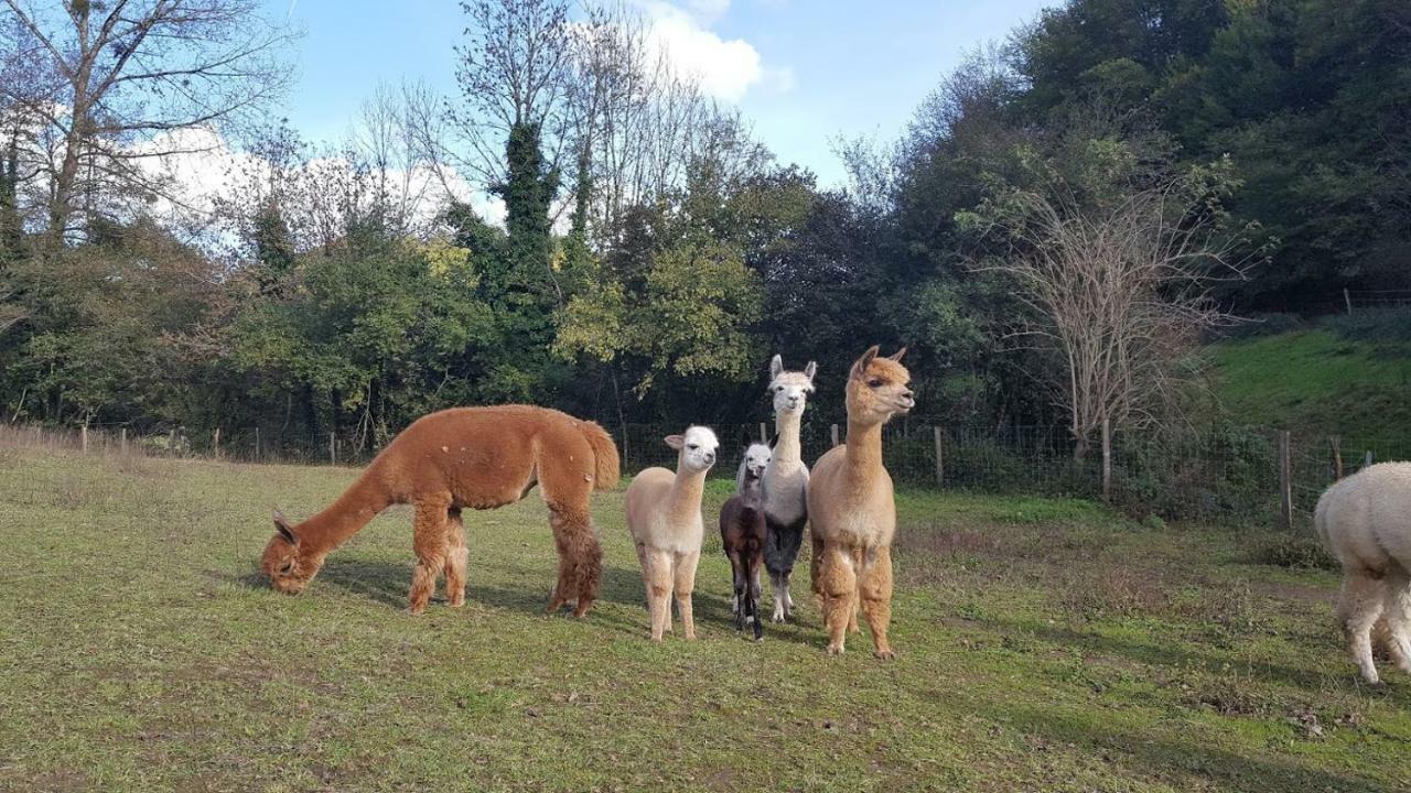 La Ferme Des Andes - Gite L'Atelier Quins Esterno foto