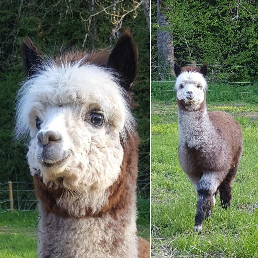 La Ferme Des Andes - Gite L'Atelier Quins Esterno foto