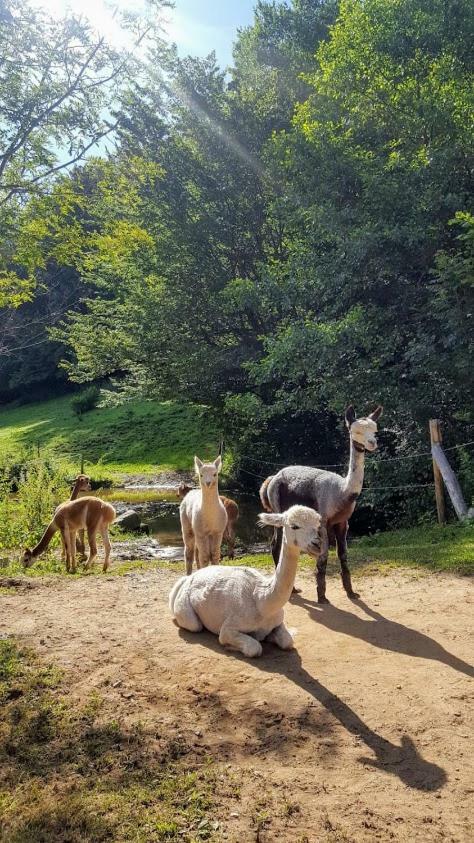 La Ferme Des Andes - Gite L'Atelier Quins Esterno foto